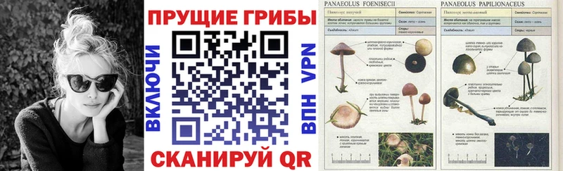 Псилоцибиновые грибы прущие грибы Галич
